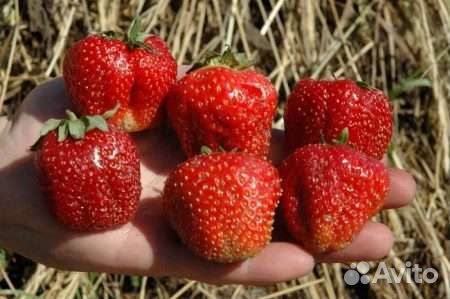 Рассада клубники