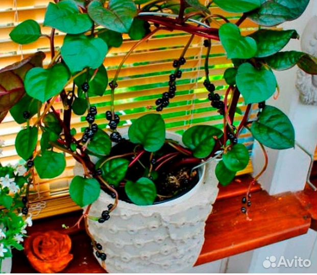 Базелла rubra