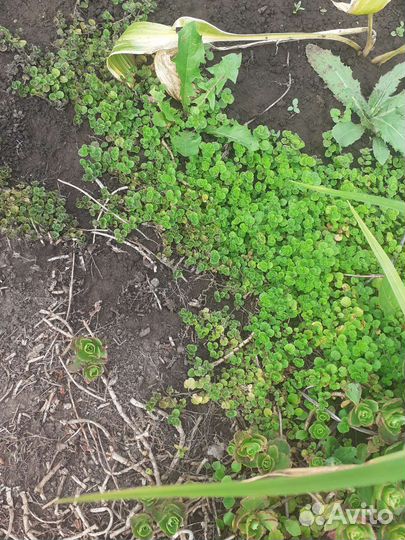 Почвопокровное многолетнее растение (солейролия)