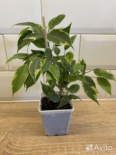 Фикус бенджамина кинки