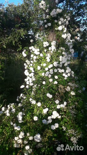 Розы для сада, Солнеч