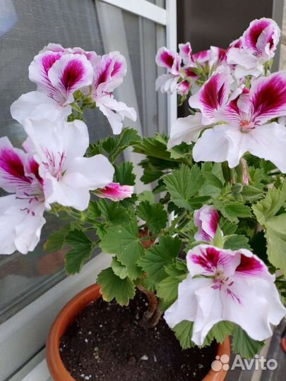 Пеларгония