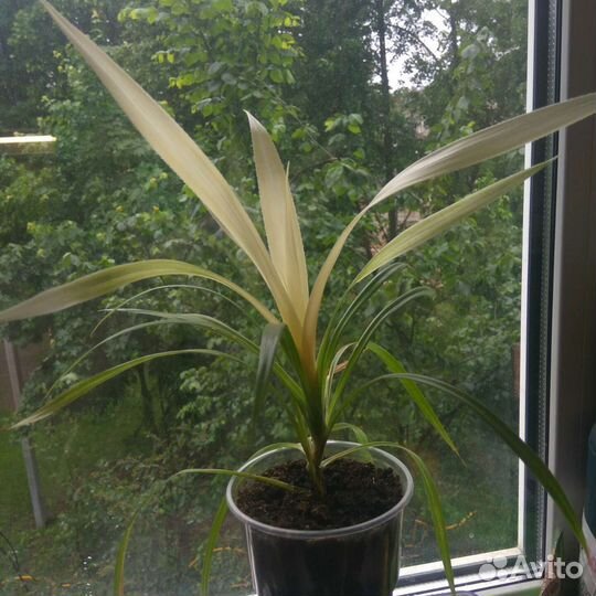 Пальма панданус