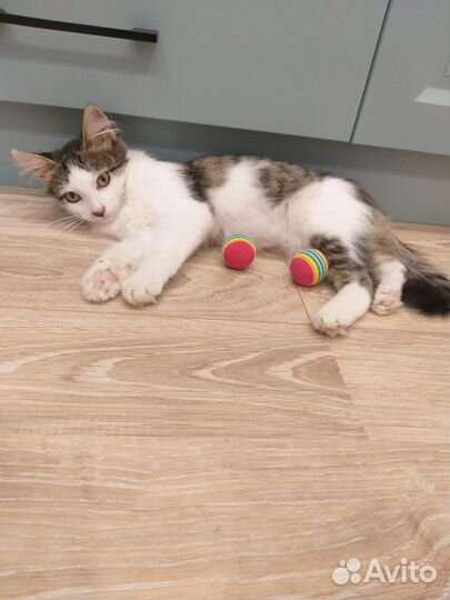 Кошечка в добрые руки