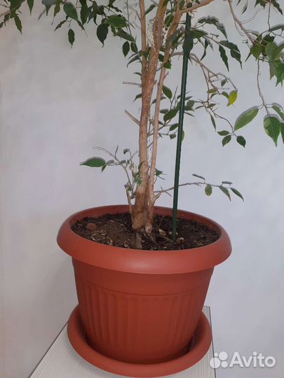 Фикус Бенджамина