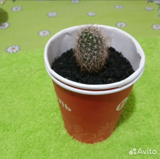 Продам кактус