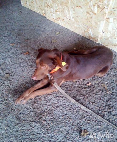 Собака(легавый пёс)