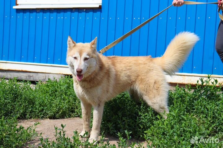 Мини-хаски в дар