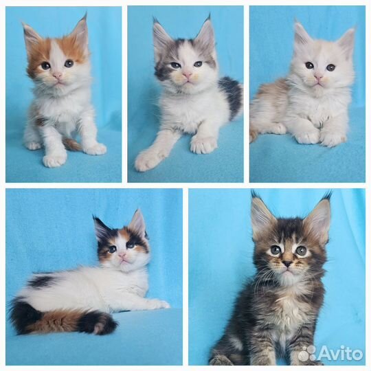 Мейн-кун котята