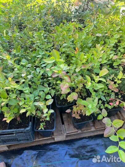 Голубика садовая Патриот,Элизабет,Блюголд,Блюкроп