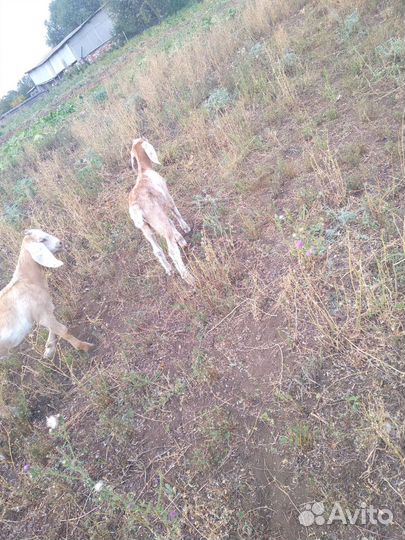 Русская борзая