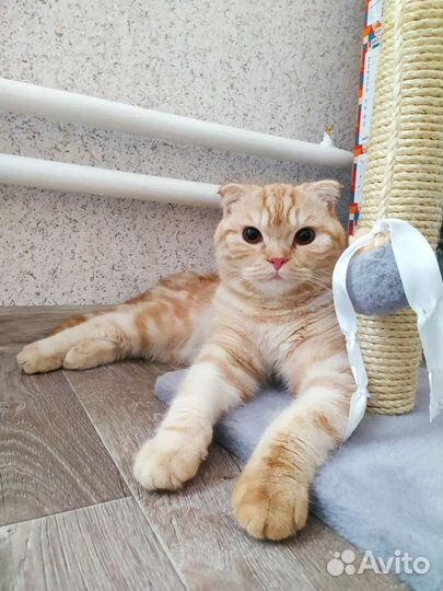 Шотландский вислоухий кот вязка