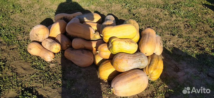 Продам тыкву витаминную