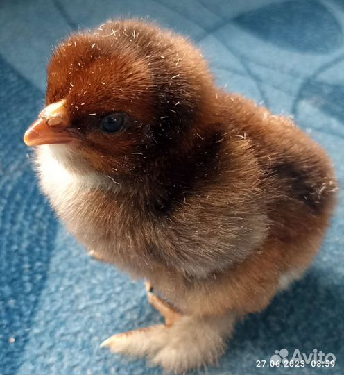 Цыплята: Брама, Миксы