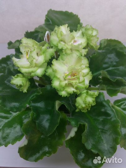 Фиалки сортовые