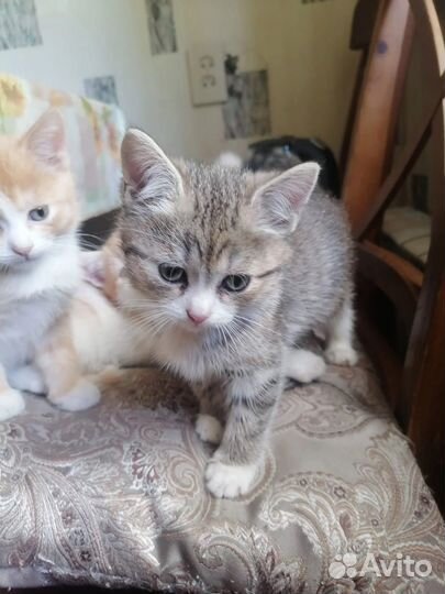 Котята