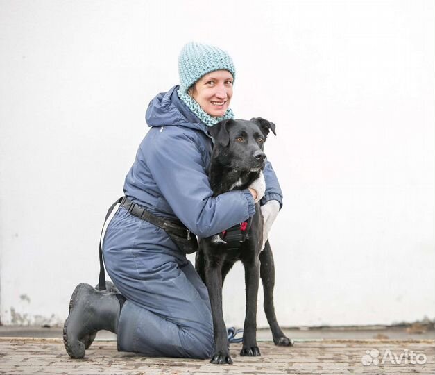 Собака в добрые руки