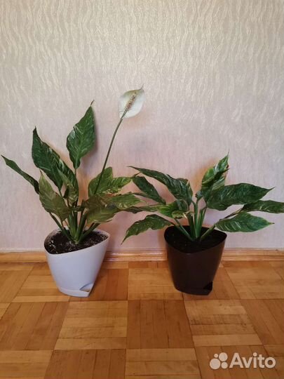 Спатифиллум Даймонд вариегантный