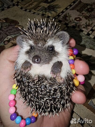 Африканский карликовый ежонок. Ёж. 30.01.24