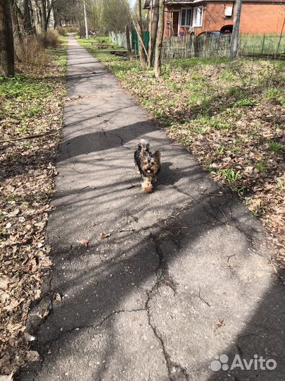Йоркширский терьер мальчик стандарт