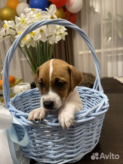 Джек Рассел терьер