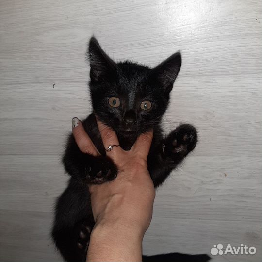 Котята мейн-кун метис