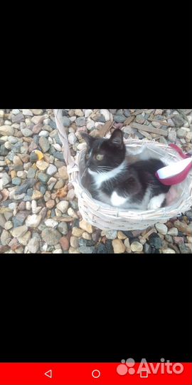 Стеснительная девочка ищет дом