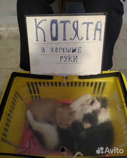 Котята