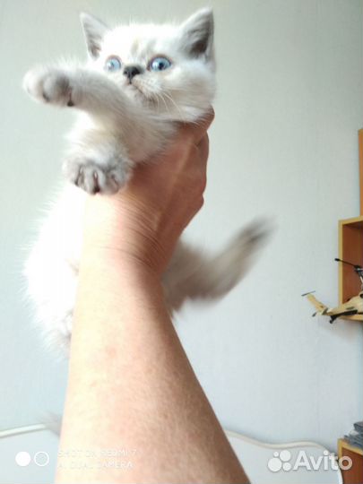 Шотландская