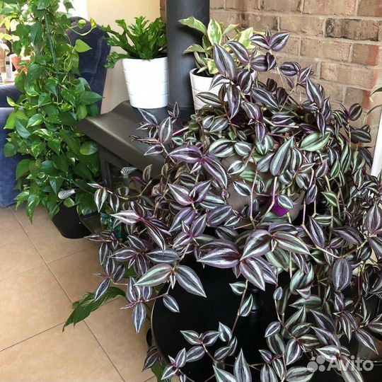 Традесканция зебрина букетный метод