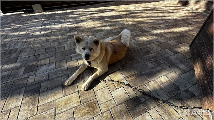 Краснодарская тротуарная плитка