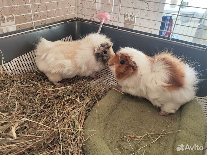 Морские свинки с клеткой