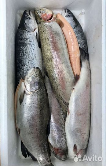 Форель охлаждённая Карелия