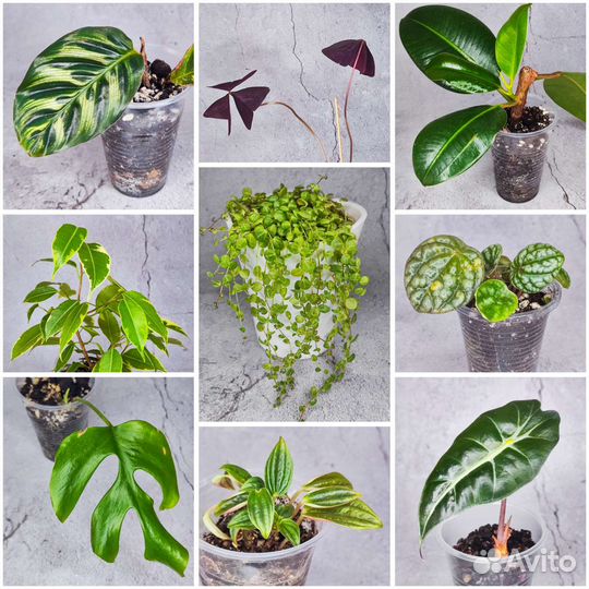 Комнатные растения алоказия, пеперомия прострата