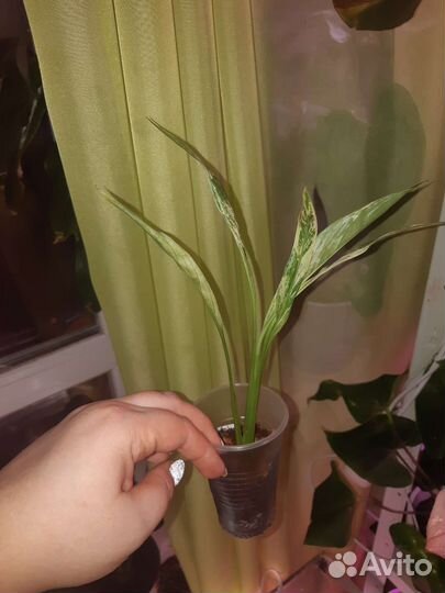 Спатифиллум ангел бейби