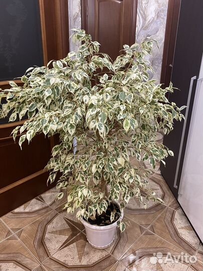 Фикус Бенджамина