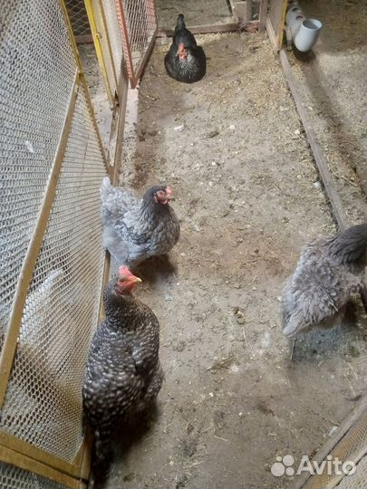 Куры живые