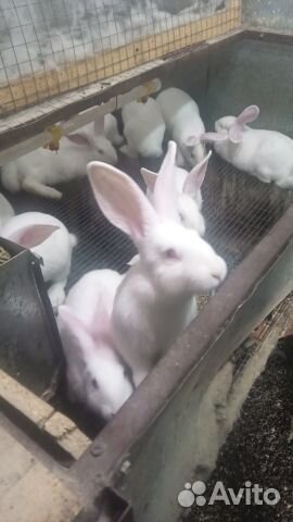 Кролики Белый Паннон объявление продам