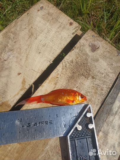 Живая рыба для пруда