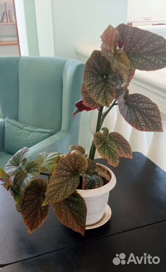 Бегония кораловая