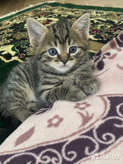 Котенок в добрые руки
