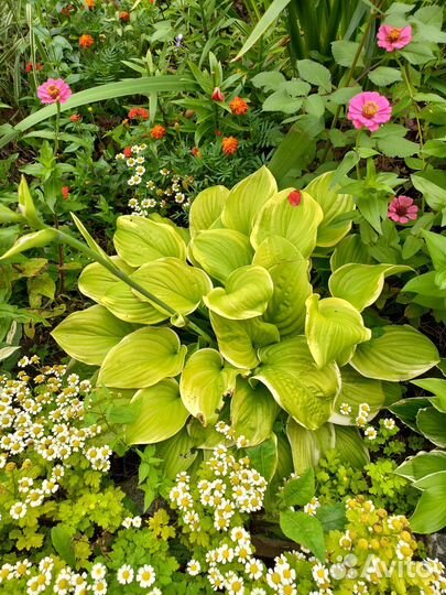 Хоста растение