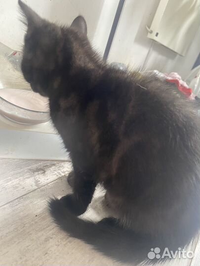 Котята шотланской