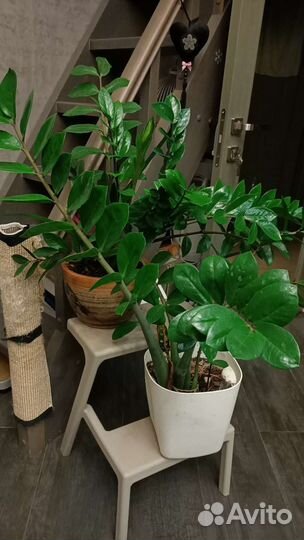 Комнатные цветы домашние. Есть крупномеры