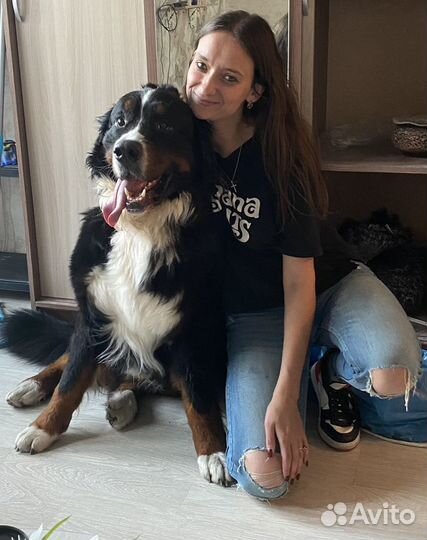 Передержка собак