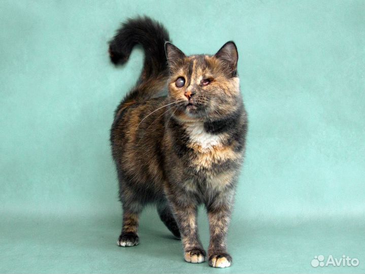 Кошечка Загрейка видит сердцем