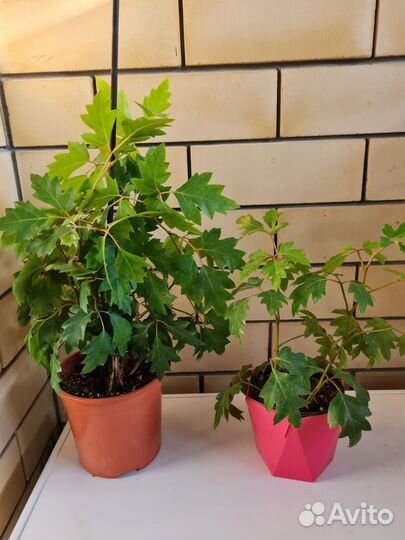 Филодендрон, панданус, цицус, папоротники