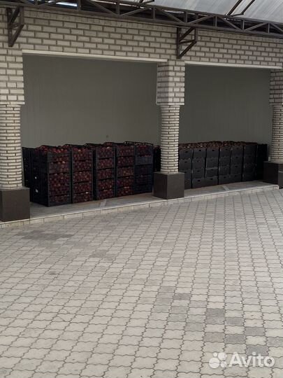 Яблоки Джеромини