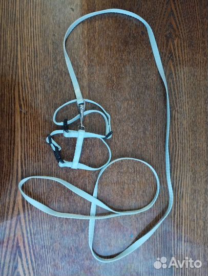 Шлейка для котят