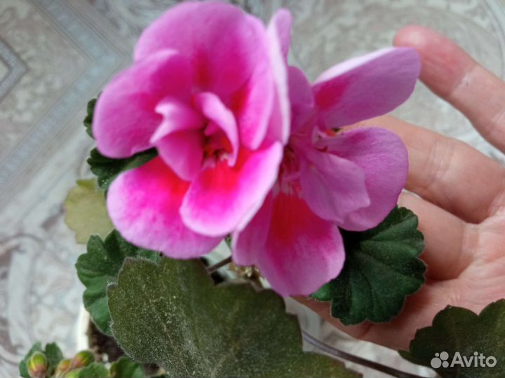 Пеларгония герань